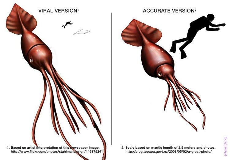 Colossal squid How Big Is A Colossal Squid Really Deep Sea News