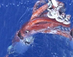 Colossal squid Colossal Squid Untamed Science