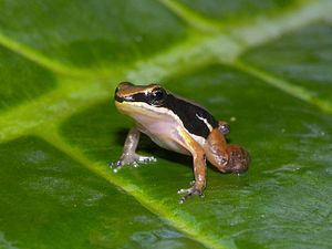 Colostethus Colostethus Wikipedia