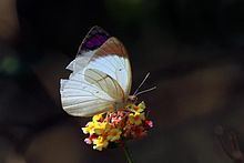 Colotis regina httpsuploadwikimediaorgwikipediacommonsthu