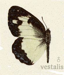 Colotis vestalis httpsuploadwikimediaorgwikipediacommonsthu