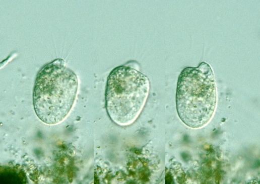 Colpodea Protist Images Maryna