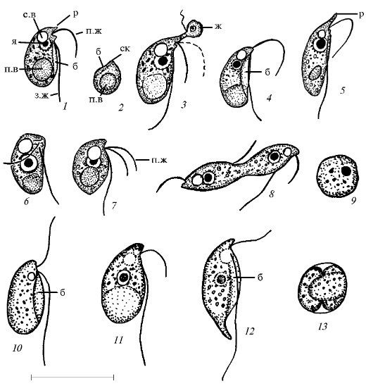 Colpodella icpicslivejournalcomaspidisca51687445243157