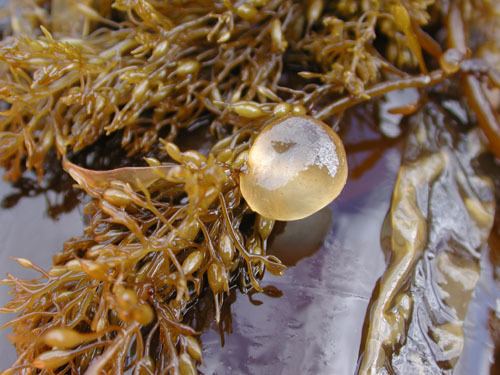 Colpomenia Seaweeds of Alaska