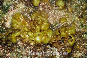 Colpomenia sinuosa Sinuous Seaweed Colpomenia sinuosa