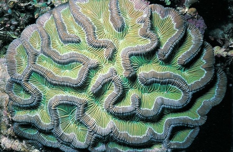 Colpophyllia natans Colpophyllia natans Corals of the World Photos maps and