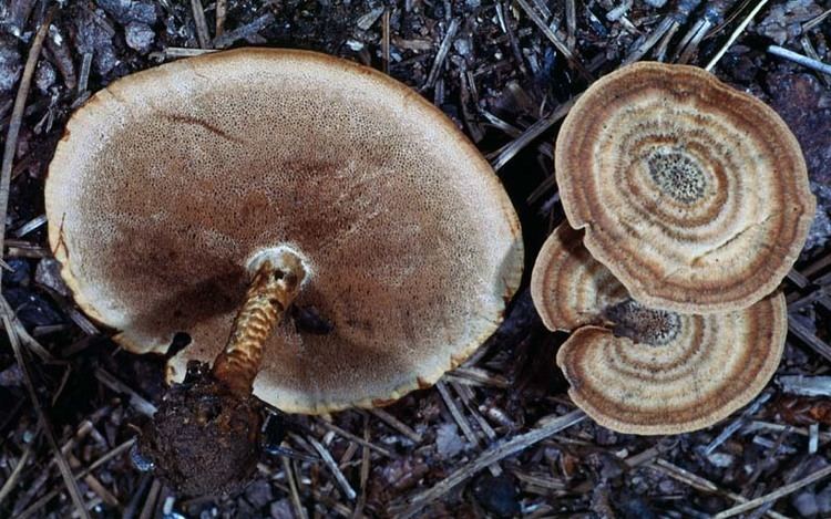 Coltricia California Fungi Coltricia perennis
