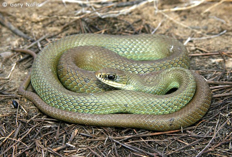 Coluber Western Yellowbellied Racer Coluber constrictor mormon