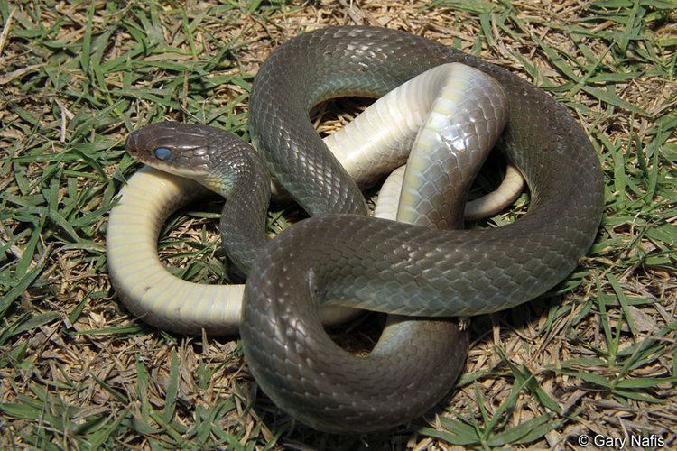 Coluber constrictor Western Yellowbellied Racer Coluber constrictor mormon