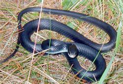 Coluber constrictor Coluber constrictor North American Racer