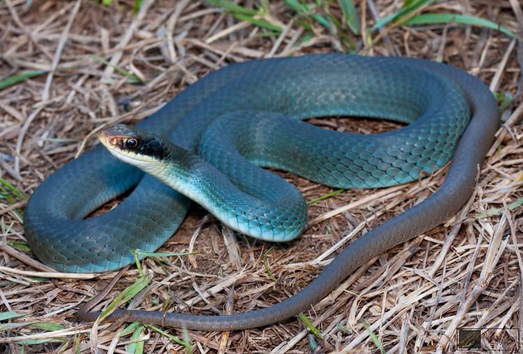 Coluber constrictor foxii Blue Racer Coluber constrictor foxii One of three adults f Flickr