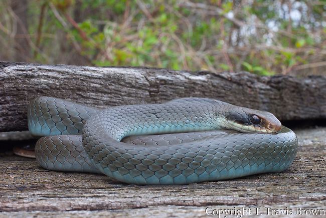 Corredora-azul (subespécie Coluber constrictor foxii) · BioDiversity4All