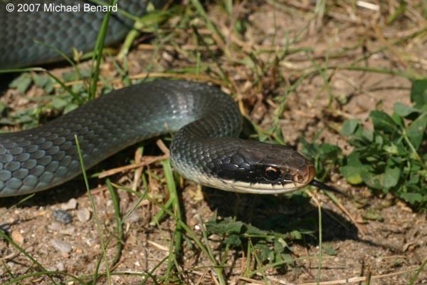 Coluber constrictor foxii Blue Racer Coluber constrictor foxii