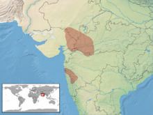 Coluber gracilis httpsuploadwikimediaorgwikipediacommonsthu