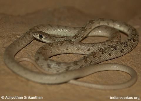 Coluber ventromaculatus Hardwicke39s Rat Snake Little Scorpion
