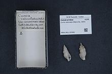 Colubraria reticulata httpsuploadwikimediaorgwikipediacommonsthu