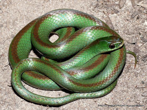 Colubridae Jaeger39s Ground Snake This beautiful snake is Liophis jaegeri