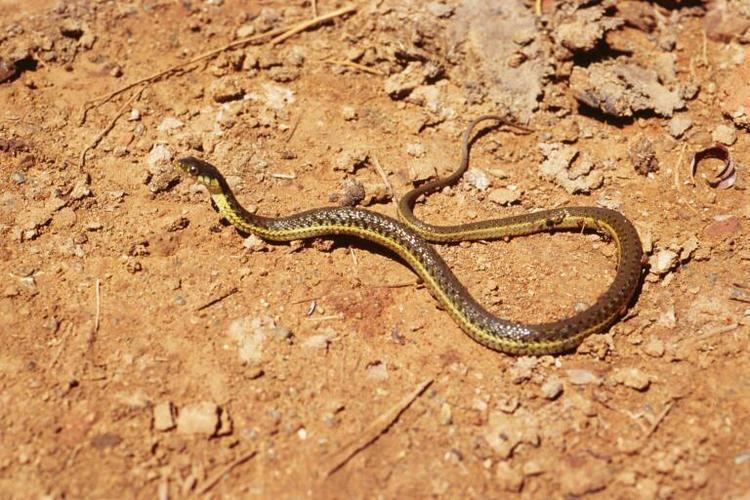 Colubridae Index of albumsReptilesSnakesGarder Snake