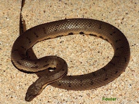Colubridae The Reptiles of Australia Colubrid snakes page