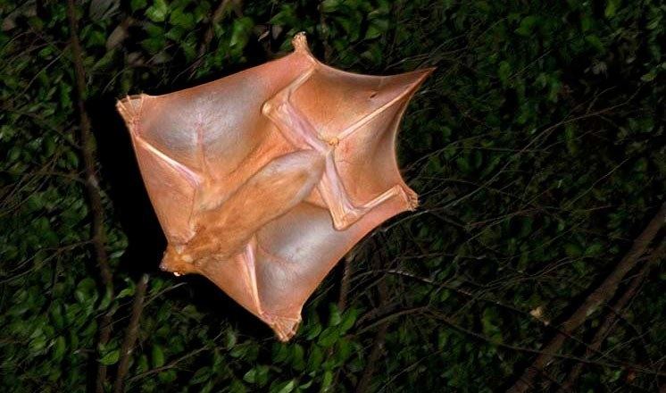Colugo Absurd Creature of the Week The Adorably Creepy Gliding Mammal