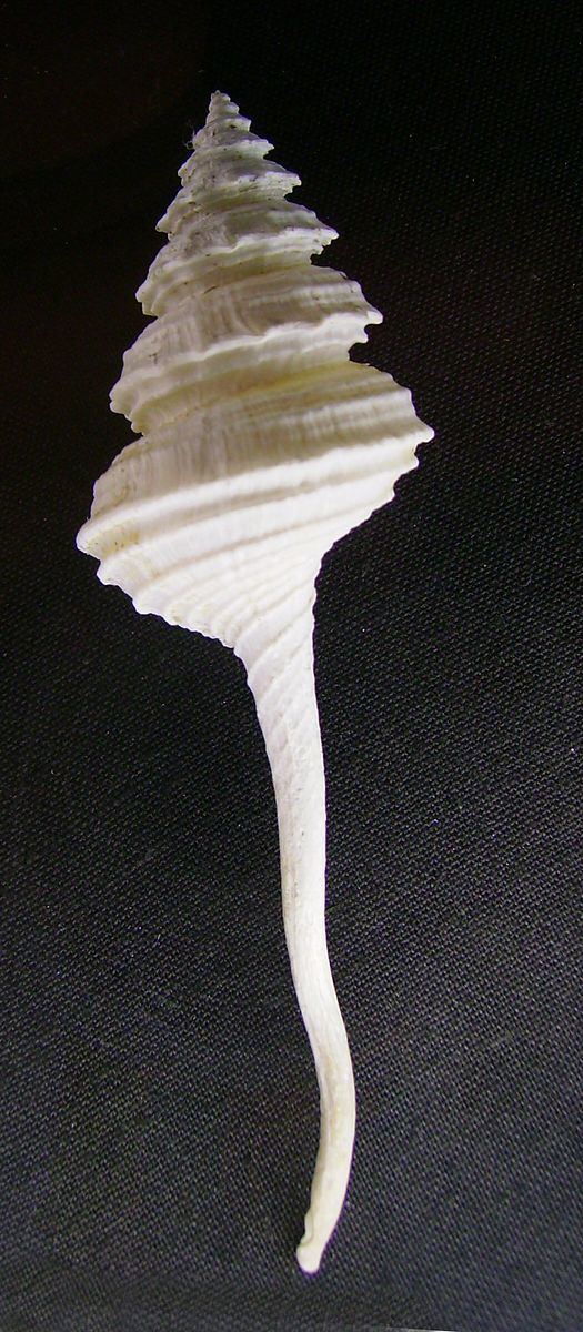 Columbarium (gastropod)