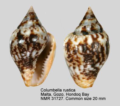 Columbella HomeNATURAL HISTORY MUSEUM ROTTERDAM Mollusca Gastropoda