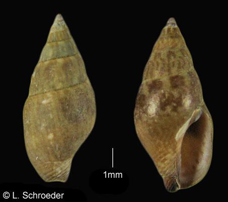 Columbellidae Gastropods Columbellidae