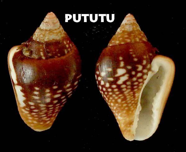 Columbellidae pututubeta