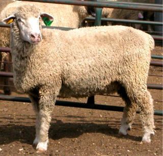 Columbia sheep Sheep 101 Sheep Breeds C