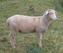 Columbia sheep httpsuploadwikimediaorgwikipediacommonsthu
