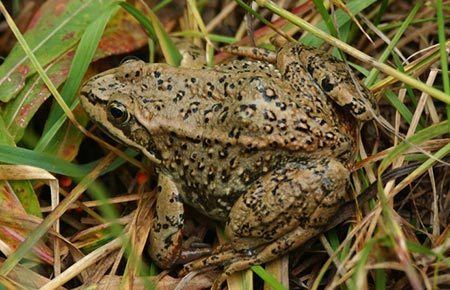 Columbia spotted frog Columbia Spotted Frog Species Profile Alaska Department of Fish and
