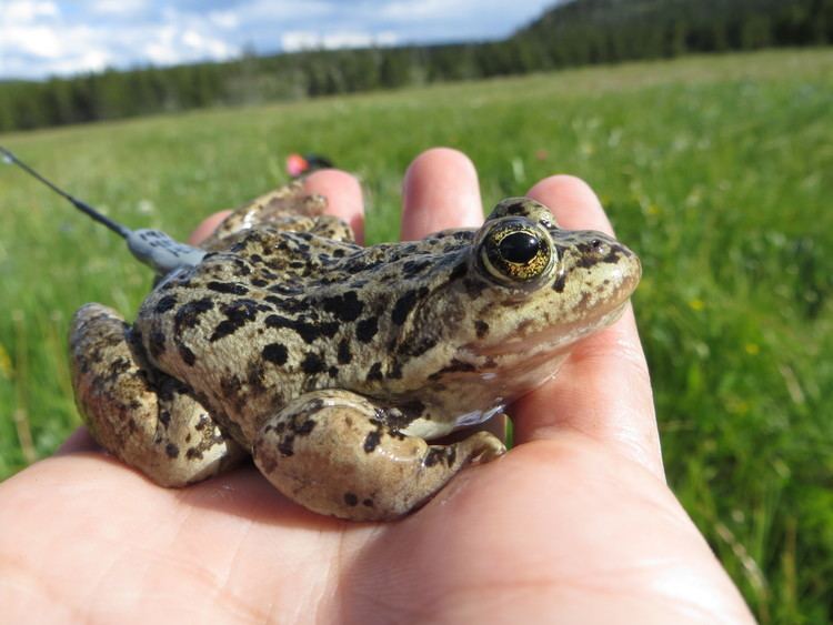 Columbia spotted frog Wyoming Cooperative Fish and Wildlife Research Unit Columbia