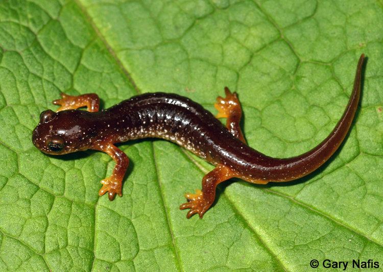Columbia torrent salamander wwwcaliforniaherpscomnoncalnorthwestnwsalaman