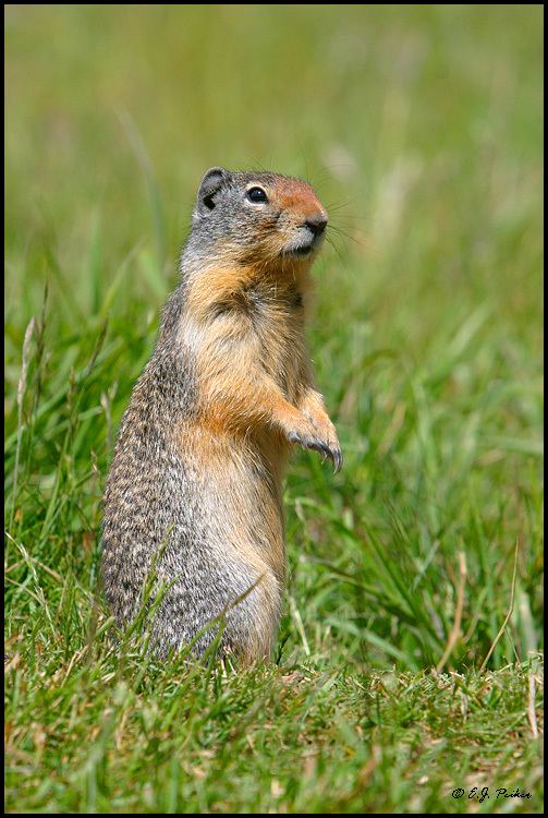 Columbian ground squirrel Columbian Ground Squirrel Page