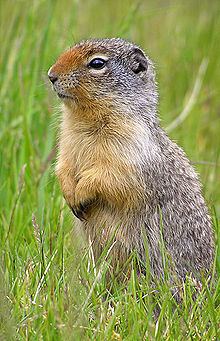 Columbian ground squirrel httpsuploadwikimediaorgwikipediacommonsthu