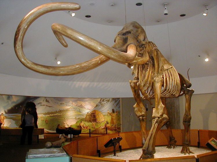 Columbian mammoth Columbian mammoth Wikipedia
