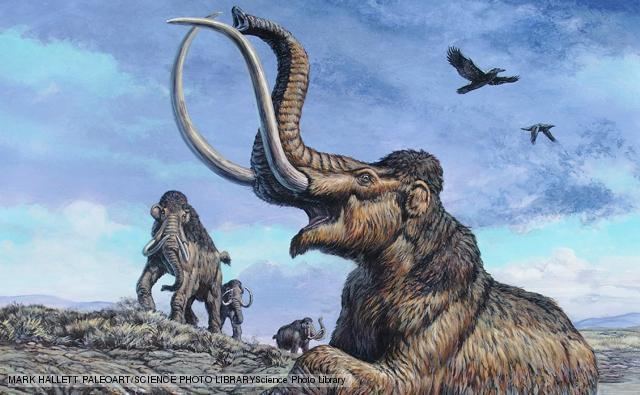 Columbian mammoth BBC Nature Columbian mammoth videos news and facts
