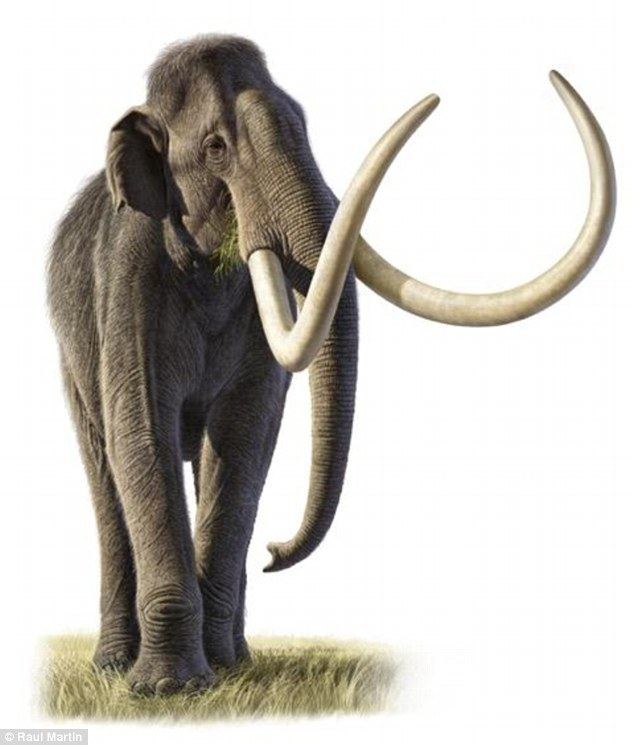 Columbian mammoth idailymailcoukipix2016042210336E8DD80000