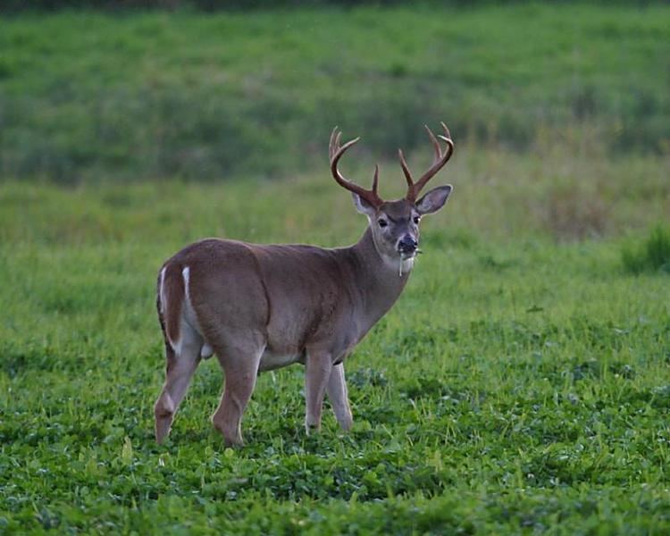 Columbian white-tailed deer columbian white tailed deer get domain pictures getdomainvidscom
