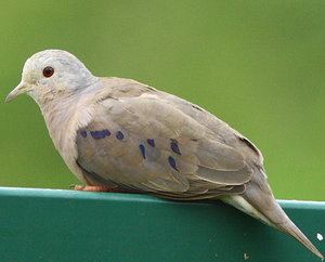 Columbina (genus) Plainbreasted Ground Dove Columbina minuta