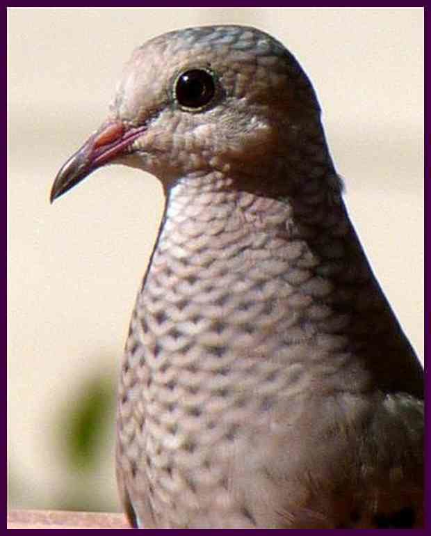 Columbina (genus) Learning Page Common Ground Dove Fifteen Years of Nature Photography