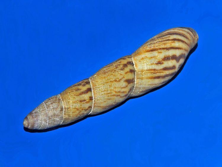 Columna (gastropod)