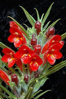 Columnea flexiflora httpsuploadwikimediaorgwikipediacommonsthu
