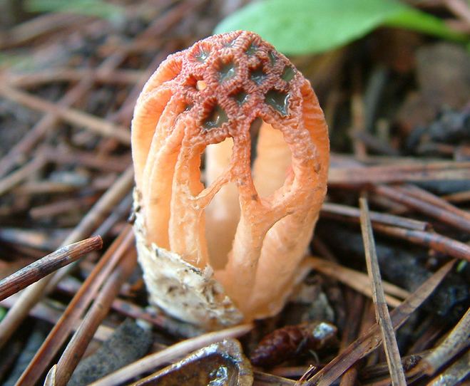 Colus (fungus)