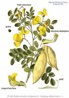 Colutea Colutea arborescens Bladder Senna PFAF Plant Database