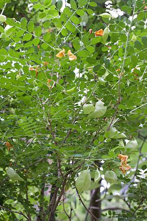 Colutea orientalis httpsuploadwikimediaorgwikipediacommonsthu