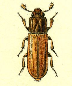 Colydiinae httpsuploadwikimediaorgwikipediacommonsthu