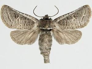 Comadia redtenbacheri Moth Photographers Group Comadia redtenbacheri 2689