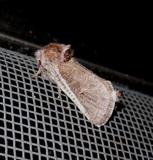 Comadia redtenbacheri Big Bend moth Comadia redtenbacheri BugGuideNet