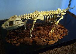 Comahuesuchus httpsuploadwikimediaorgwikipediacommonsthu